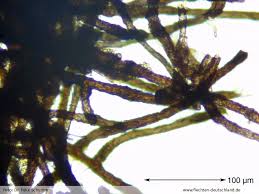 Attēlu rezultāti vaicājumam “Cystocoleus ebeneus”