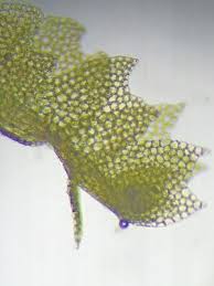 Attēlu rezultāti vaicājumam “Harpanthus scutatus”