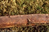 Attēlu rezultāti vaicājumam “Vuilleminia comedens”