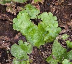 Attēlu rezultāti vaicājumam “Reboulia hemisphaerica”