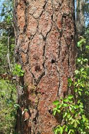 Attēlu rezultāti vaicājumam “Pinus ponderosa”