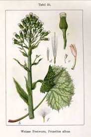 Image result for Petasites officinalis