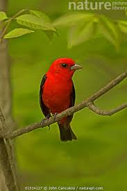 Image result for Piranga olivacea