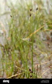 Attēlu rezultāti vaicājumam “Eleocharis quinqueflora”