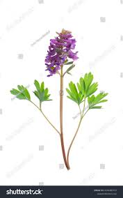 Attēlu rezultāti vaicājumam “Corydalis cava fruit”