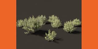 Attēlu rezultāti vaicājumam “Salix pentandra”