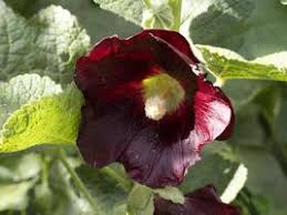 Image result for Stockrose