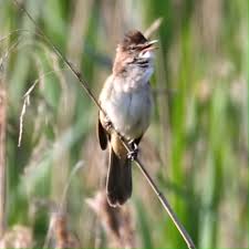 Attēlu rezultāti vaicājumam “Acrocephalus arundinaceus adult”