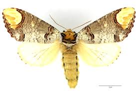 Attēlu rezultāti vaicājumam “Phalera bucephala”