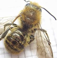 Attēlu rezultāti vaicājumam “Didymium tussilaginis macro”