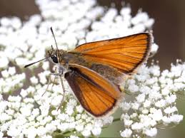 Attēlu rezultāti vaicājumam “Thymelicus lineola underside”