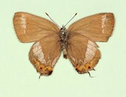 Attēlu rezultāti vaicājumam “Satyrium w-album underside”