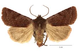 Attēlu rezultāti vaicājumam “Cerastis leucographa”