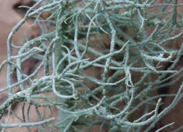 Attēlu rezultāti vaicājumam “Usnea subfloridana”