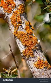 Attēlu rezultāti vaicājumam “Caloplaca scopularis”