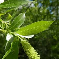Attēlu rezultāti vaicājumam “Salix pentandra flower”