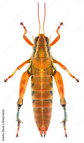 Attēlu rezultāti vaicājumam “Podisma pedestris”