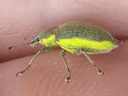 Attēlu rezultāti vaicājumam “Chlorophanus viridis”