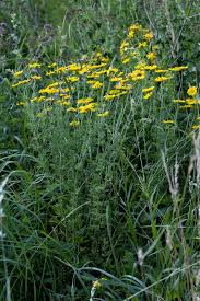 Attēlu rezultāti vaicājumam “Anthemis tinctoria leaf”