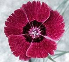 Image result for Dianthus gratianopolitanus
