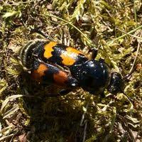 Attēlu rezultāti vaicājumam “Nicrophorus vespillo”