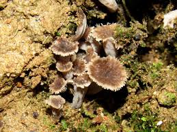 Attēlu rezultāti vaicājumam “Pseudocraterellus”