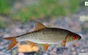 Image result for Rutilus rutilus