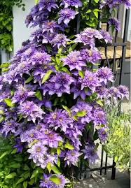 Image result for clematis multi blue