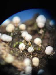 Attēlu rezultāti vaicājumam “Physarum globuliferum”