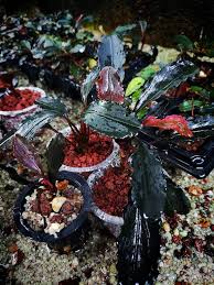 Risultati immagini per bucephalandra pinoh red stem