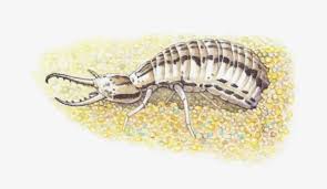 Attēlu rezultāti vaicājumam “Myrmeleontidae larva”