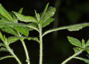 Attēlu rezultāti vaicājumam “Menziesia ferruginea”