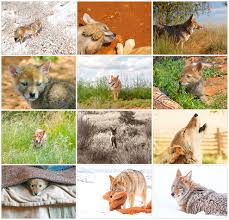 Image result for Hartlepool Coyotes