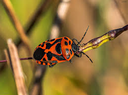 Attēlu rezultāti vaicājumam “Eurydema dominulus imago”