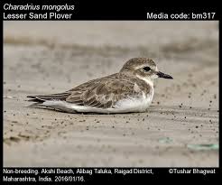 Image result for Charadrius mongolus