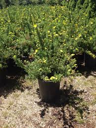 Attēlu rezultāti vaicājumam “Pentaphylloides fruticosa”