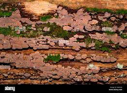 Attēlu rezultāti vaicājumam “Xylobolus frustulatus”