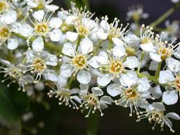 Attēlu rezultāti vaicājumam “Prunus serotina flower”