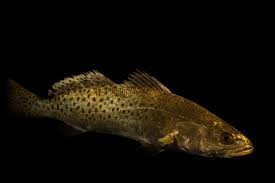 Image result for Cynoscion nebulosus