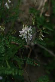 Attēlu rezultāti vaicājumam “Vicia sylvatica flower”