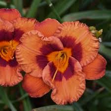 Image result for Hemerocallis `Moses Fire`