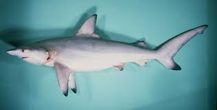 Image result for Carcharhinus limbatus