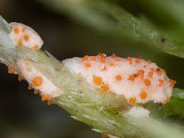 Attēlu rezultāti vaicājumam “Hypomyces armeniacus”