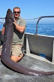 Image result for Conger conger