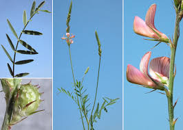 Attēlu rezultāti vaicājumam “Onobrychis arenaria”
