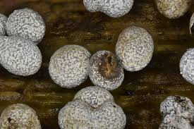 Attēlu rezultāti vaicājumam “Physarum leucophaeum”