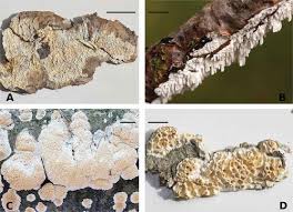 Attēlu rezultāti vaicājumam “Basidioradulum radula”