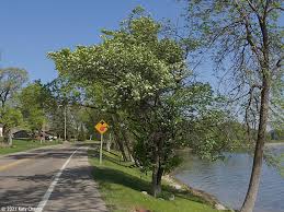Attēlu rezultāti vaicājumam “Crataegus submollis”