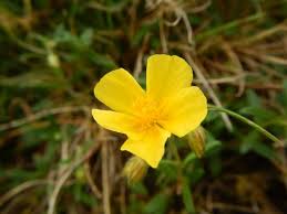 Attēlu rezultāti vaicājumam “Helianthemum x hybridum flower”
