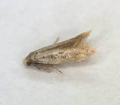 Attēlu rezultāti vaicājumam “Cephaloziella elachista”